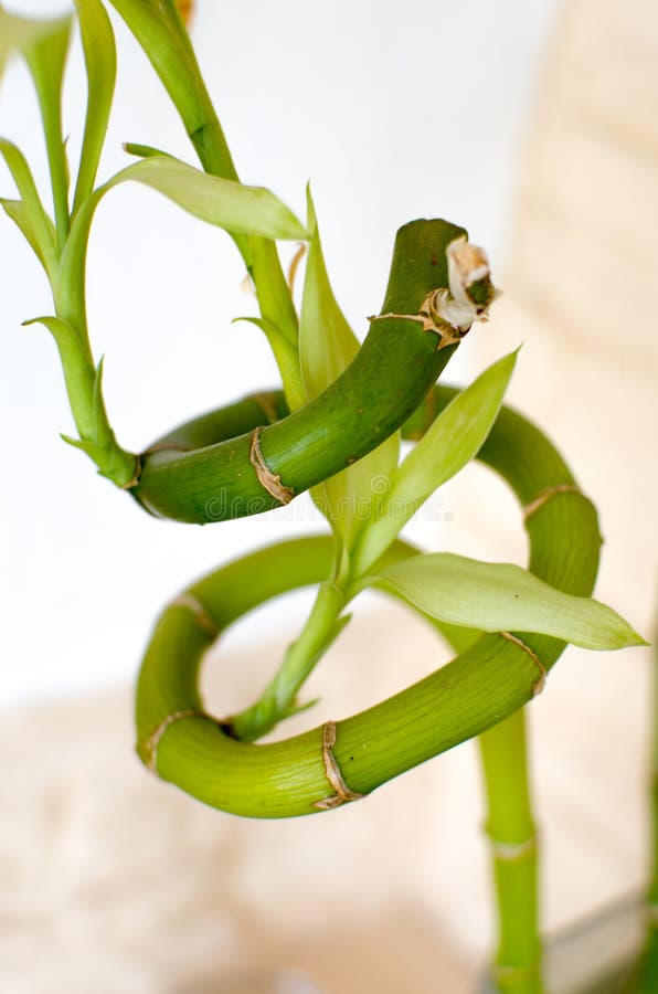 Twisted Bamboo stock photo. Image of grass, garden, feng 20804078