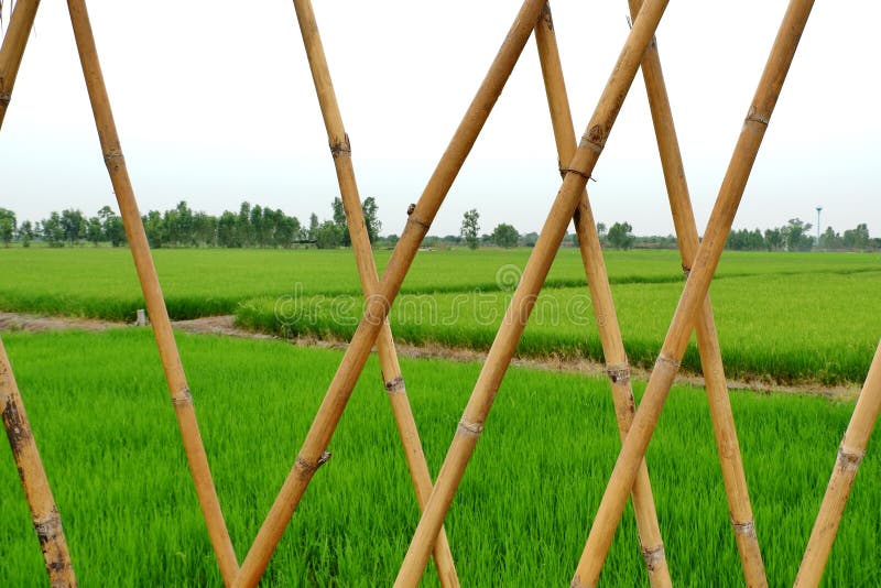 Bamboo, Used To Construct Buildings. Stock Image Image of used