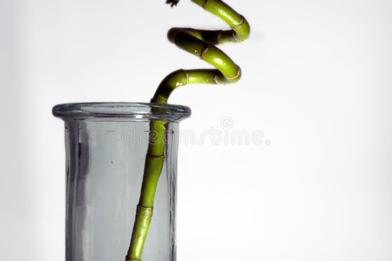 Bamboo vase stock photo. Image of plant, photograph, water 47076322