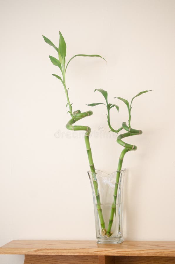 Bamboo in vase stock image. Image of plant, white, bamboo 53959337