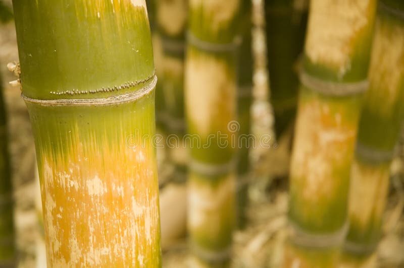 Bambus ventricosa McClure. Bamboos are a group of woody perennial evergreen plants in the true grass family Poaceae, subfamily Bambusoideae, tribe Bambuseae. Some of its members are giants, forming by far the largest members of the grass family. Younger tips of some of the larger species can grow over 1 meter per day. Bambus ventricosa McClure. Bamboos are a group of woody perennial evergreen plants in the true grass family Poaceae, subfamily Bambusoideae, tribe Bambuseae. Some of its members are giants, forming by far the largest members of the grass family. Younger tips of some of the larger species can grow over 1 meter per day.