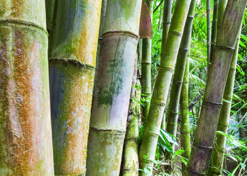 Bamboo stock image. Image of asia, chinese, color, lush 81487807
