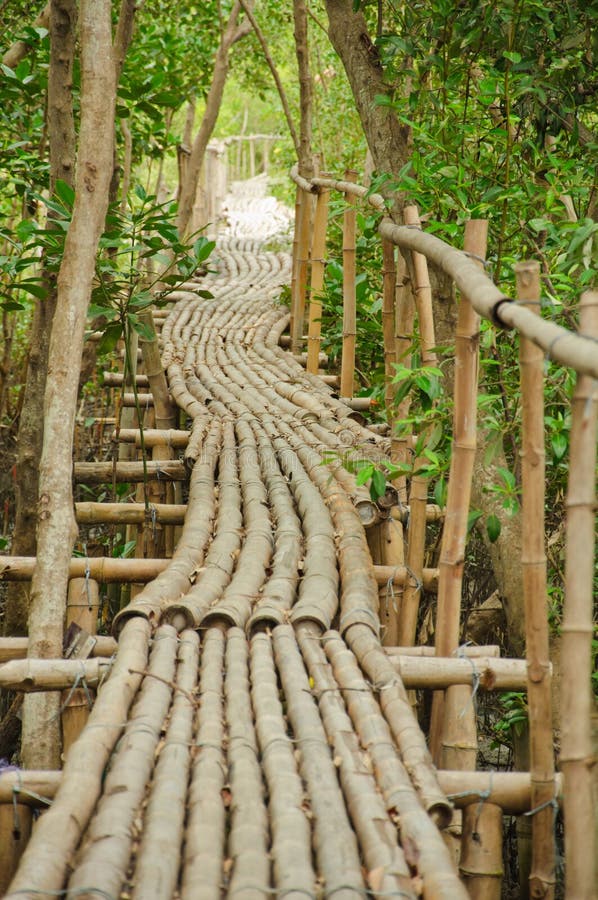 Bamboo Walkway In Mangrove Forest Stock Photo Image of curve, journey