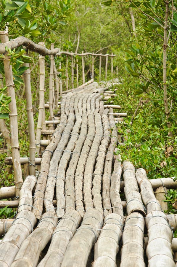 Bamboo Walkway In Mangrove Forest Stock Photo Image of country