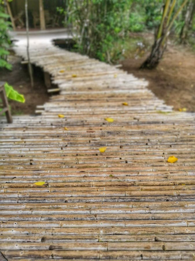 Bamboo Walkway on Tropical Forest Stock Photo Image of beauty