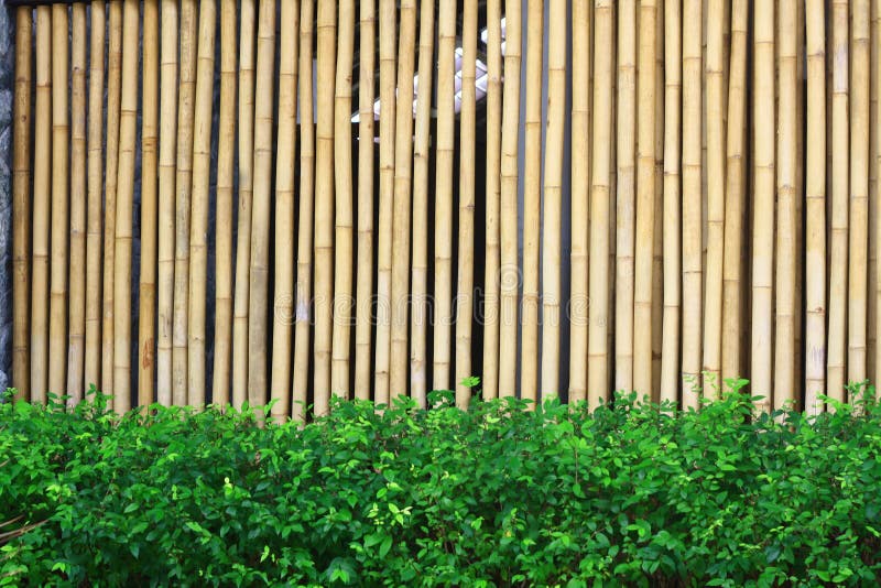 Bamboo wall