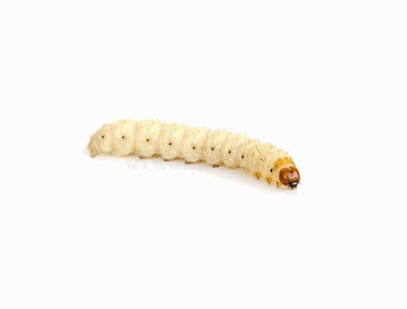 Bamboo worm , stock photo. Image of larva, earthworm 52599530