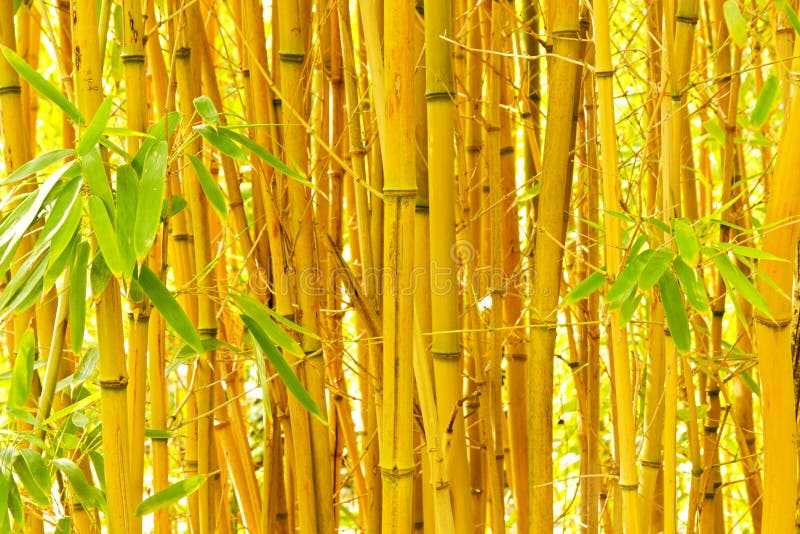 Bamboo