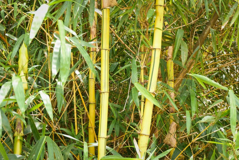 Bamboo with Yellow Trunk stock image. Image of yellow 22561865