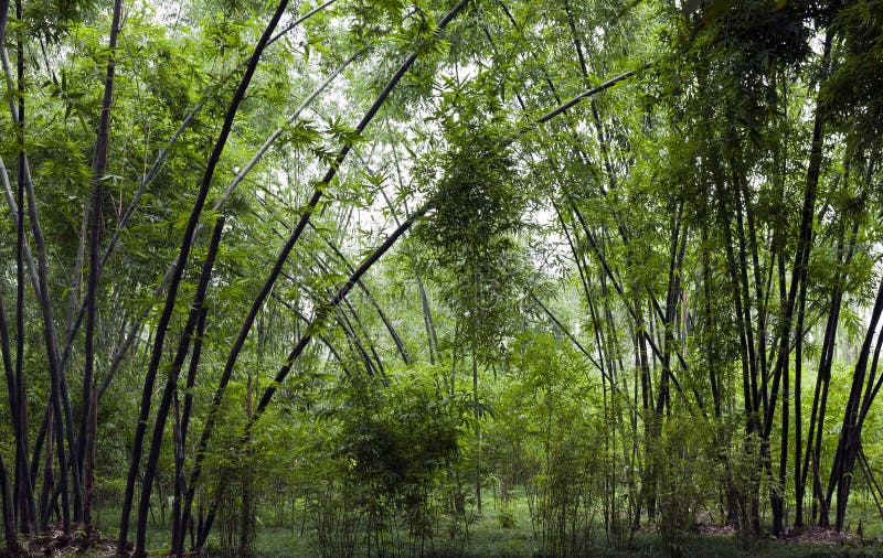 bamboo зеленый цвет сени стоковое изображение bamboo зеленый цвет сени стоковое изображение