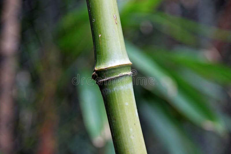 bamboo макрос узла стоковое изображение bamboo макрос узла стоковое изображение