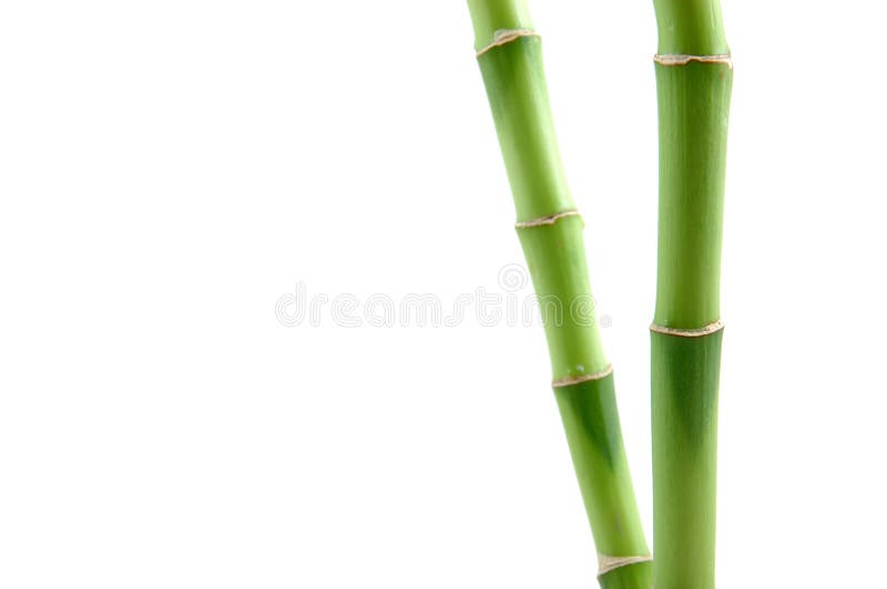 bamboo удачливейшие стержни стоковые фото bamboo удачливейшие стержни стоковые фото