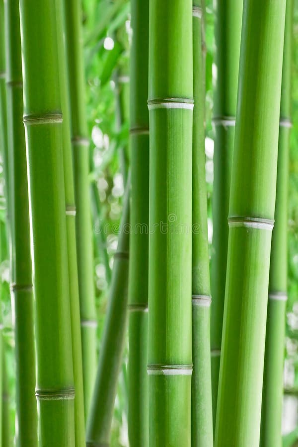 Bambou photos stock Bambou photos stock