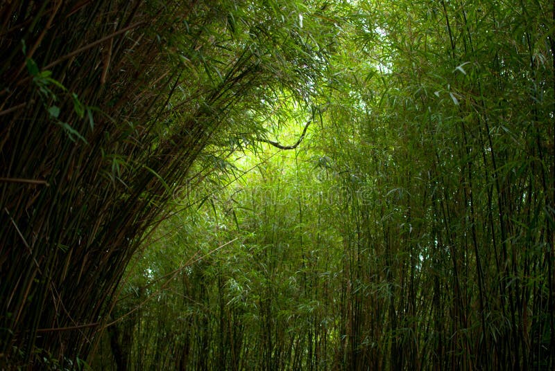 Bambou forrest photographie stock libre de droits Bambou forrest photographie stock libre de droits