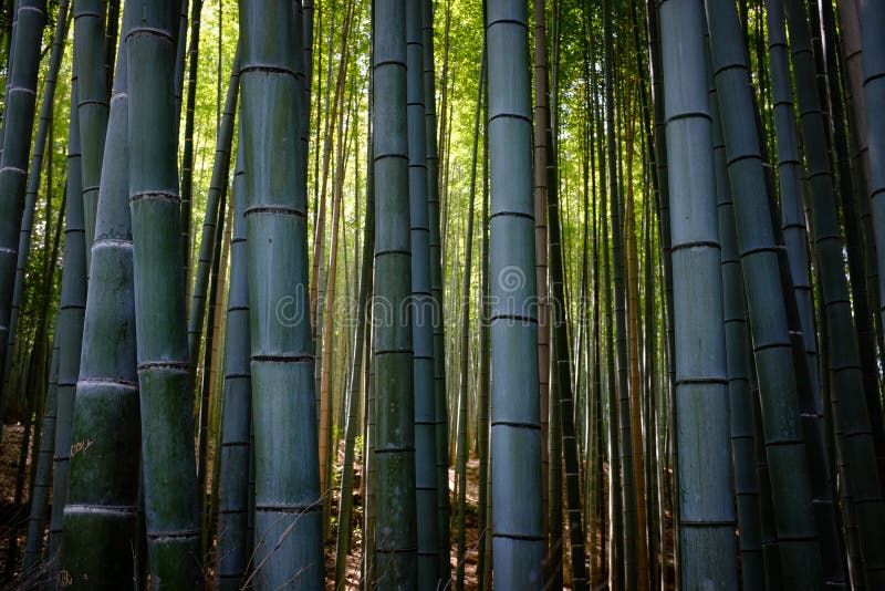 Bambou forrest photo stock Bambou forrest photo stock