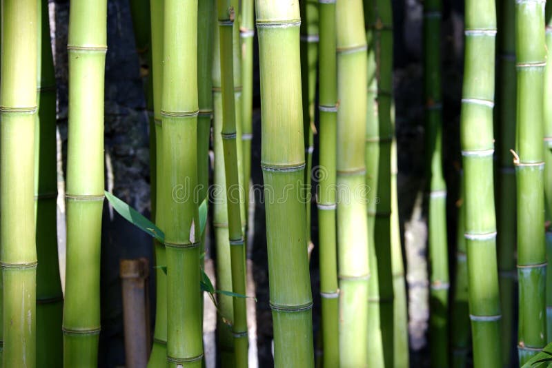 Bambou vert