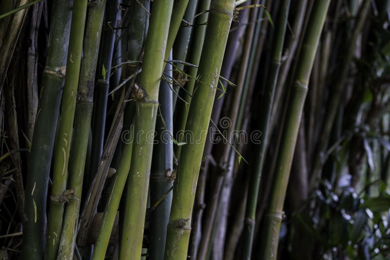 bambous photographie stock libre de droits bambous photographie stock libre de droits