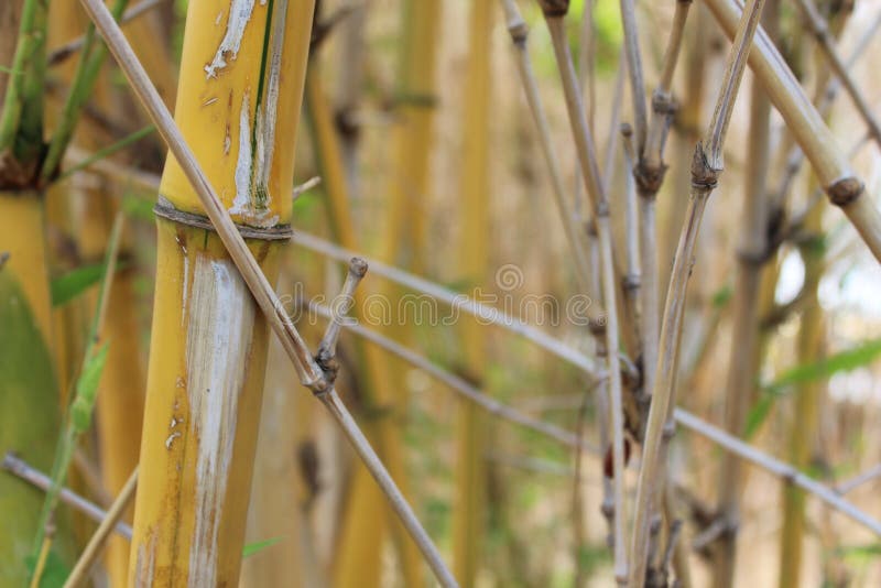 Bambous sur la grande herbe de nature photo libre de droits Bambous sur la grande herbe de nature photo libre de droits