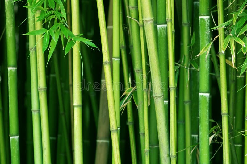 bambu bambu