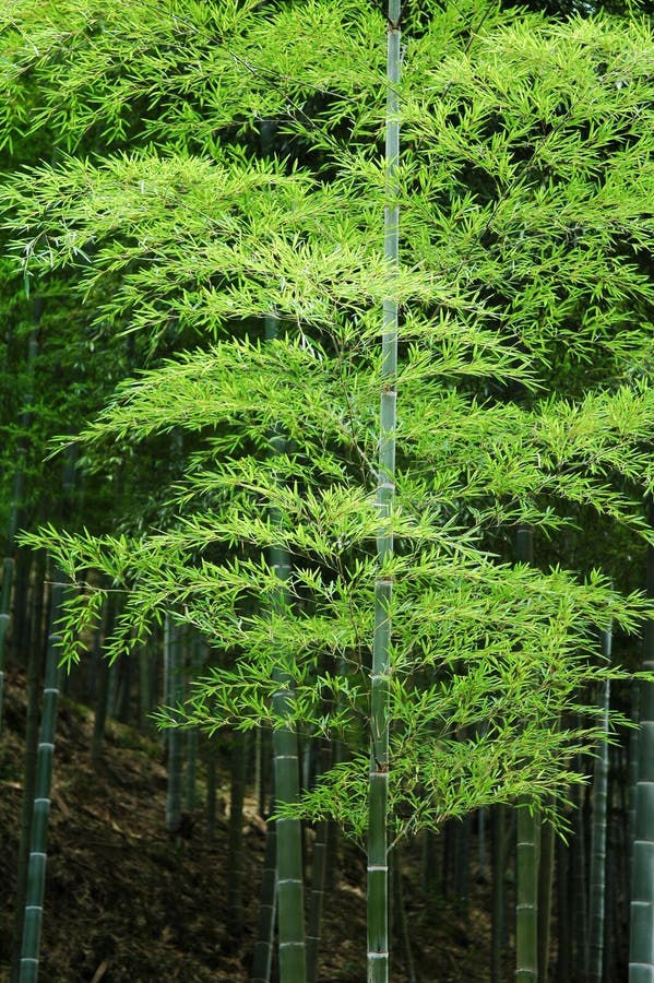 Bamboo grove in the mountain area of the east of China. Bamboo grove in the mountain area of the east of China.