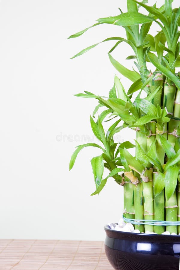 Bambu afortunado foto de stock Bambu afortunado foto de stock