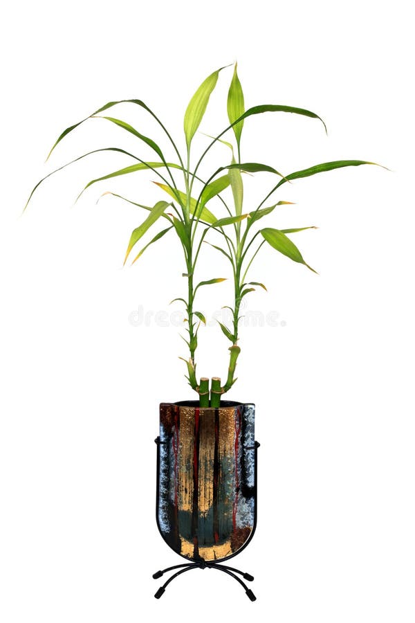 Bambu afortunado fotos de stock royalty free Bambu afortunado fotos de stock royalty free