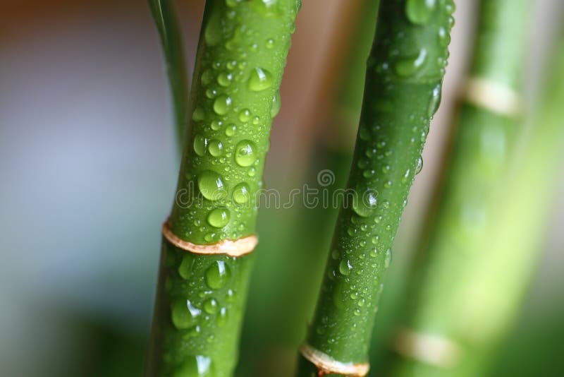 Bambu afortunado do sanderiana do Dracaena fotos de stock royalty free Bambu afortunado do sanderiana do Dracaena fotos de stock royalty free
