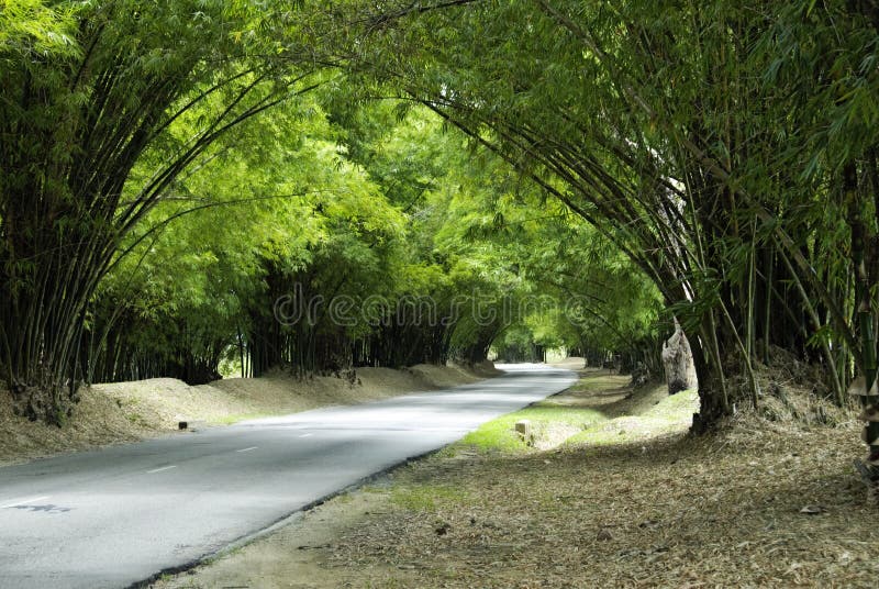 Bambu de Holland imagem de stock. Imagem de tecelada 20248033