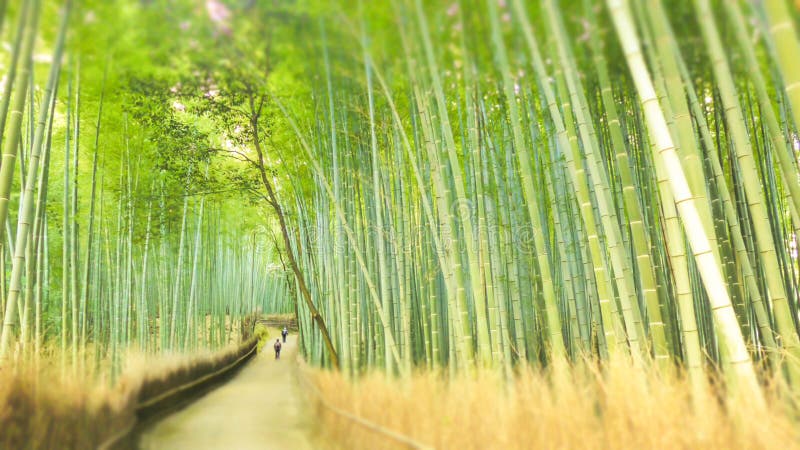 Bambu Forest Drenched i solen fotografering för bildbyråer