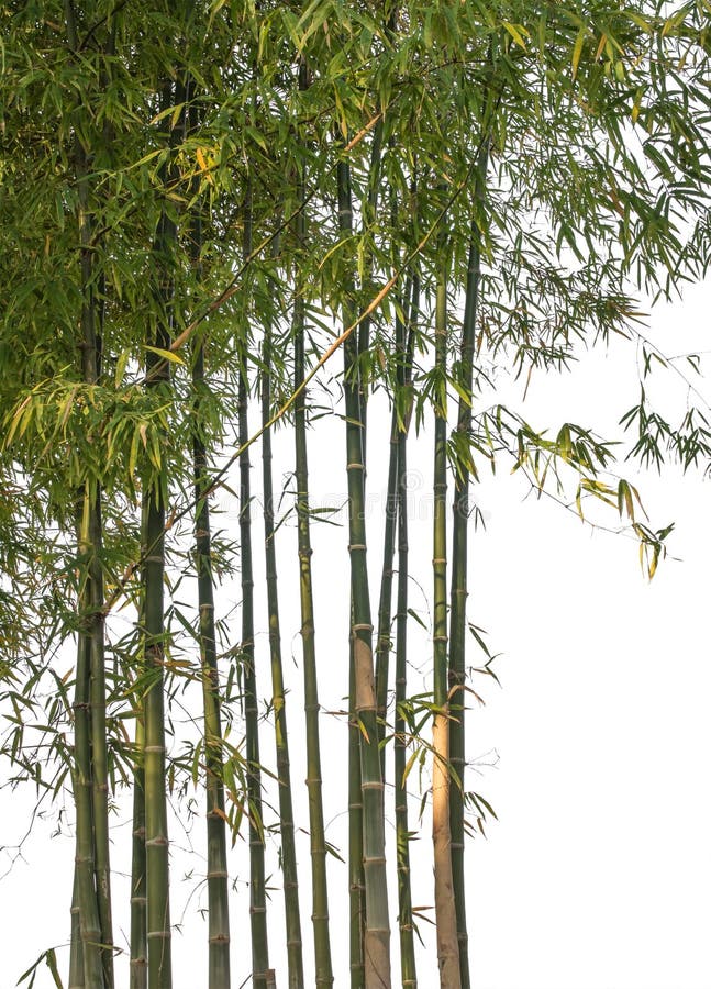Bambu isolado no fundo branco Trajeto de grampeamento