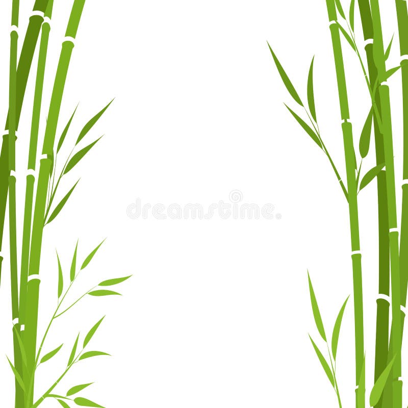 Bamboo branches isolated on white background .. Green branches on white background. Bamboo branches isolated on white background .. Green branches on white background