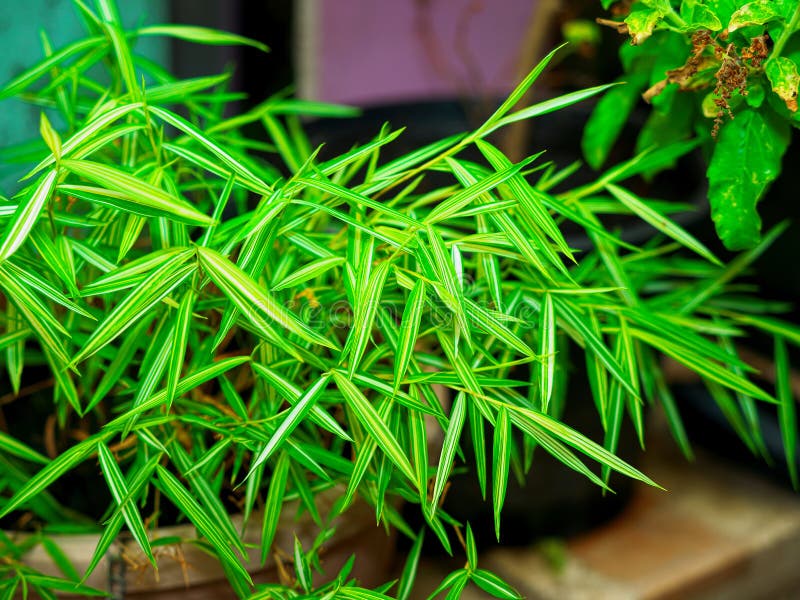 Bambusa arundinacea Willd. Shoot with Panasonic g9 royalty free stock photo