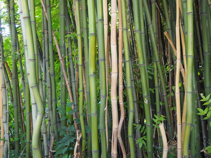 Bambusa Bamboo is a Genus of Perennial Evergreens in the Poaceae Family ...