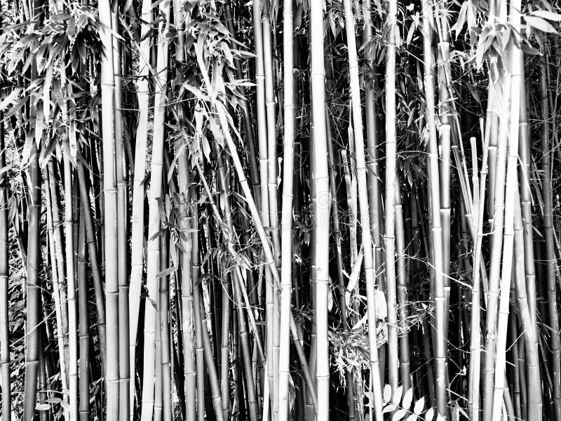 Bambusa Bamboo is a Genus of Perennial Evergreens in the Poaceae Family ...