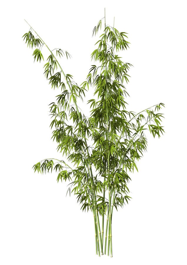 3D digital render of greeen bamboo trees isolated on white background. 3D digital render of greeen bamboo trees isolated on white background