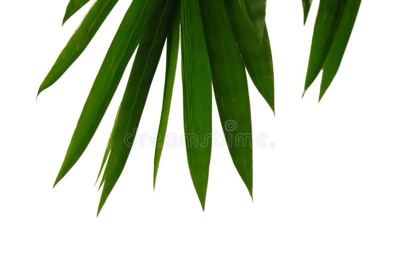 Bambusbl? tter mit Niederlassungen auf wei? em lokalisiertem Hintergrund stockfoto