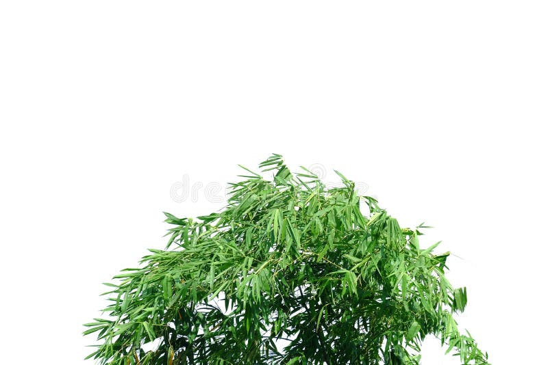 Bambusblätter mit den Zweigen auf weißem lokalisiertem Hintergrund stockfotografie