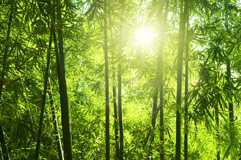 Bambuskog fotografering för bildbyråer