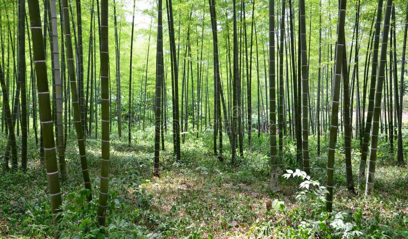 Bambuskog royaltyfri foto