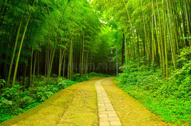 Bambuskog Bambuskog