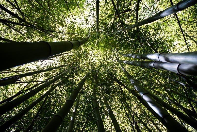 Bambuskog royaltyfria foton