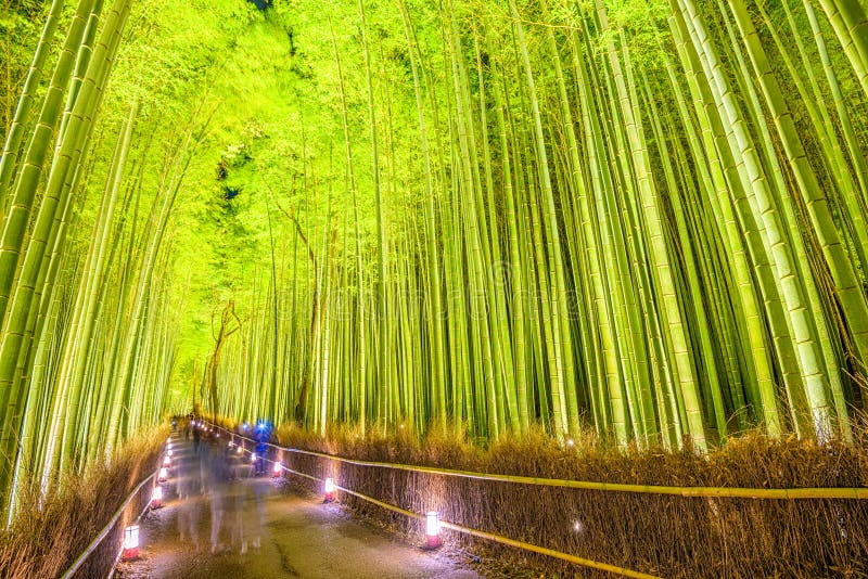 Bambuskog av Kyoto arkivbilder