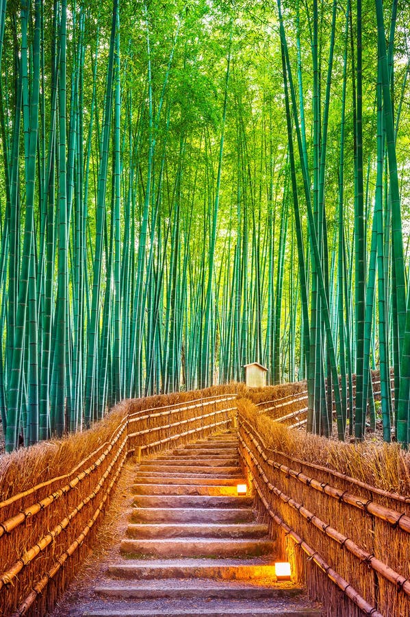 Bambuskog i Kyoto, Japan royaltyfri foto