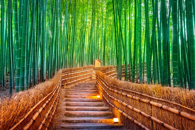 Bambuskog i Kyoto, Japan royaltyfria bilder
