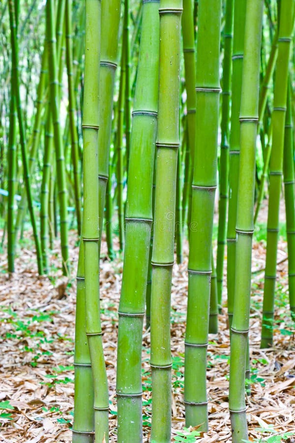 Bambuskoggreen arkivfoton
