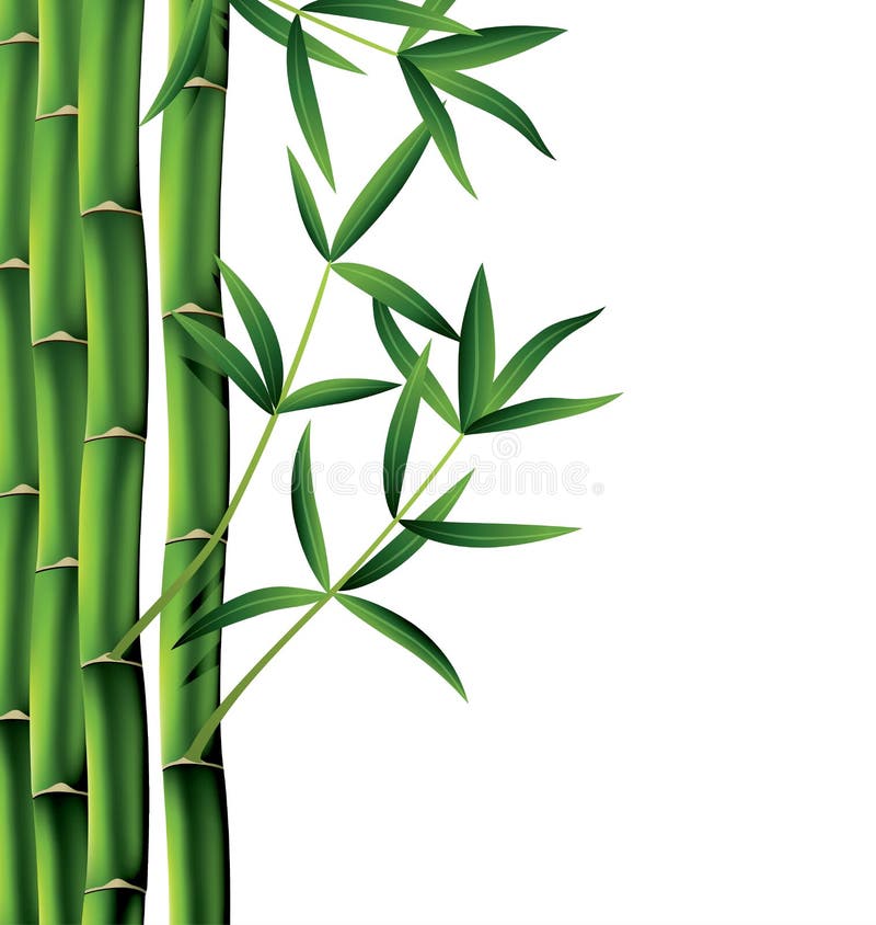 vector Illustration of bamboo branches on white background. vector Illustration of bamboo branches on white background