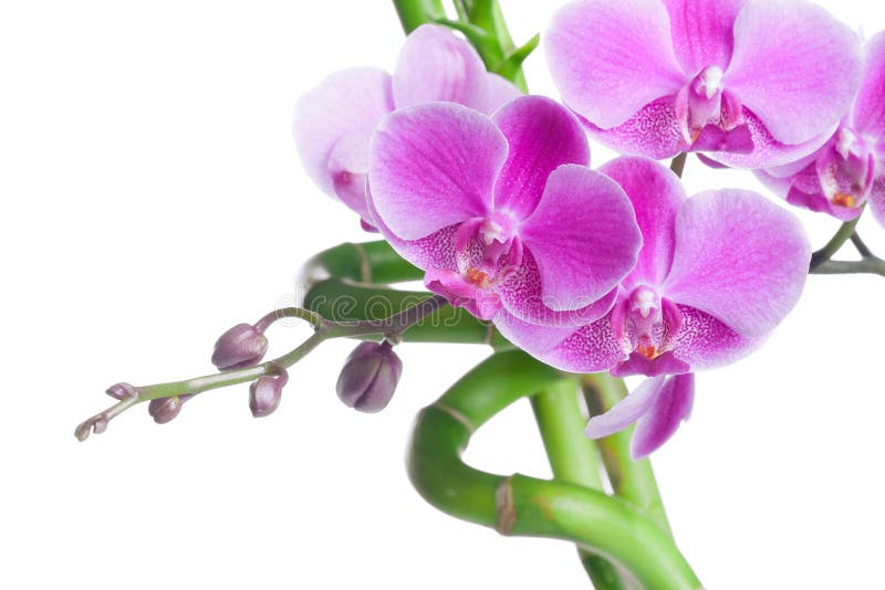 Bambusowe piękne kwiatów orchidei purpury fotografia royalty free