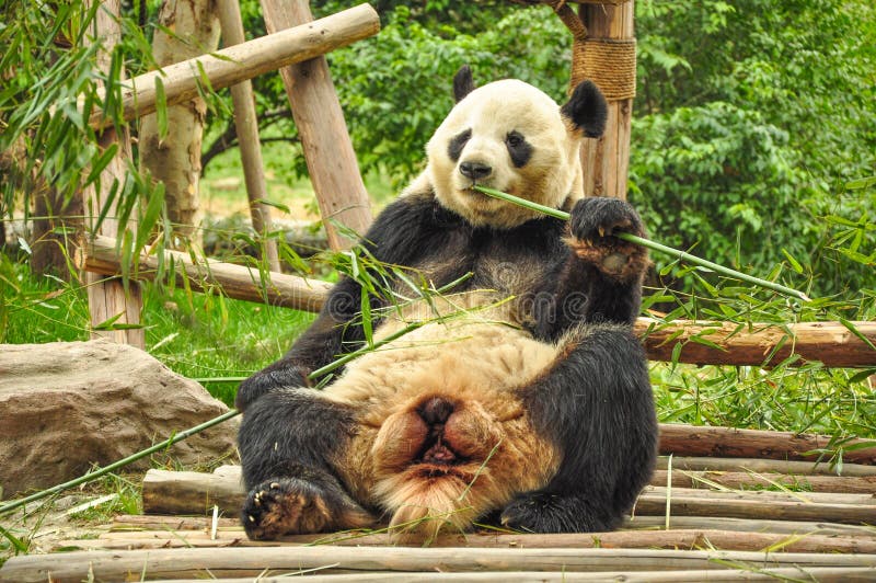 bambusowego łasowania gigantyczna panda zdjęcie stock bambusowego łasowania gigantyczna panda zdjęcie stock