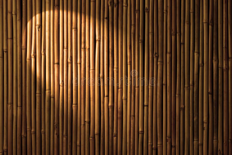 A bamboo background with a spotlight lighting. A bamboo background with a spotlight lighting