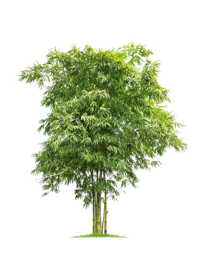Bambù. Albero isolato su sfondo bianco fotografia stock